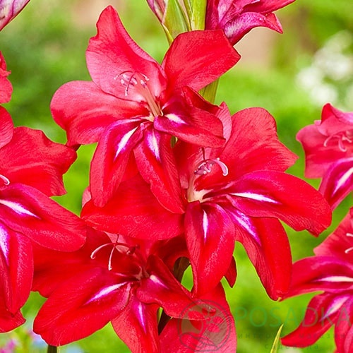 картинка Гладиолус Robinetta 