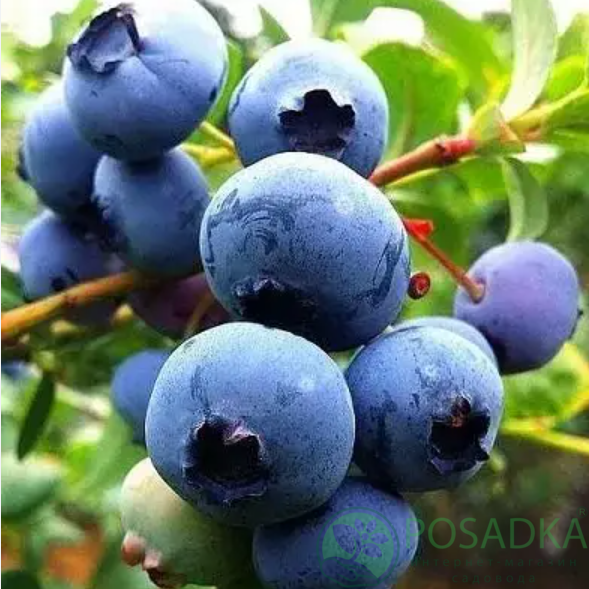 картинка Голубика 3 летняя Голдтраубе (контейнер С2)  картинка Голубика 3 летняя Голдтраубе (контейнер С2)