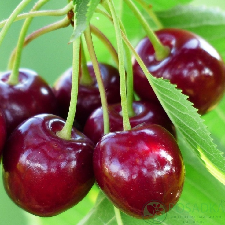 картинка Черешня Талисман 