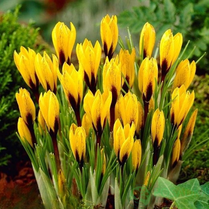 картинка Крокус Korolkowii  картинка Крокус Korolkowii