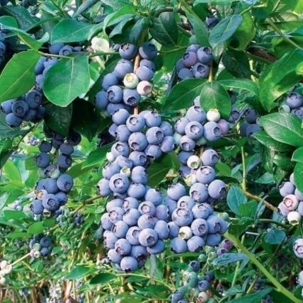 картинка Саженцы Голубики Блюкроп C40/ H100-130 