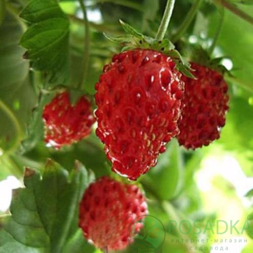 картинка Семена земляники Регина (0.05гр) 