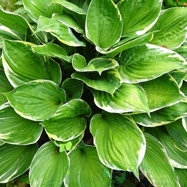 картинка Хоста Форчуна Ауреомаргината 