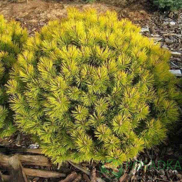 картинка Сосна горная Карстен 