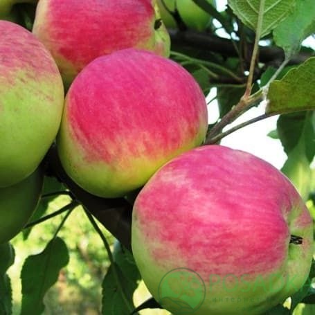 картинка Яблоня Мантет 