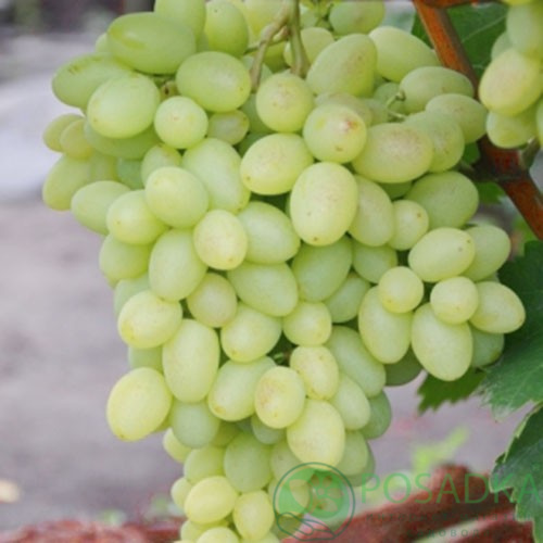 картинка Виноград вегетирующий Бриз 
