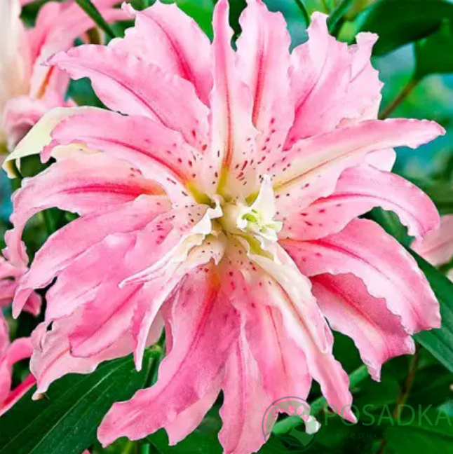 картинка Лилия Sweet Rosy 