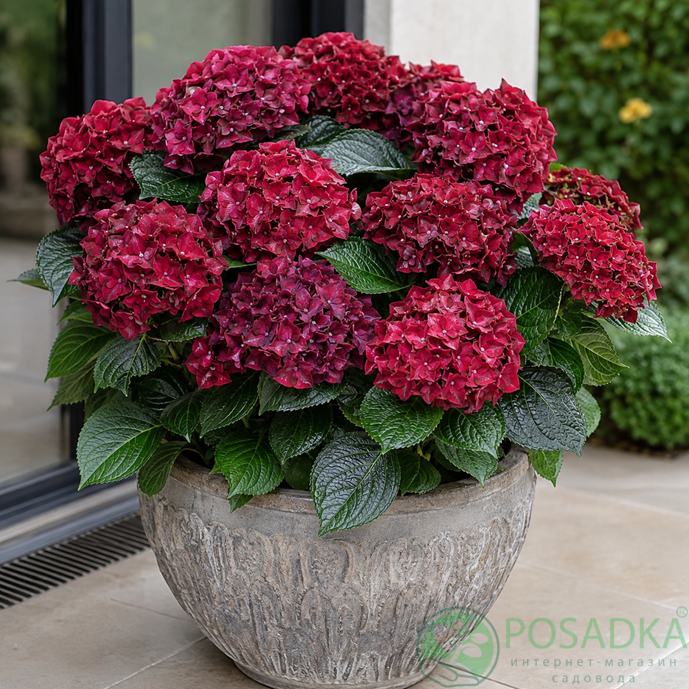 картинка Гортензия крупнолистная Magical Ruby Red 