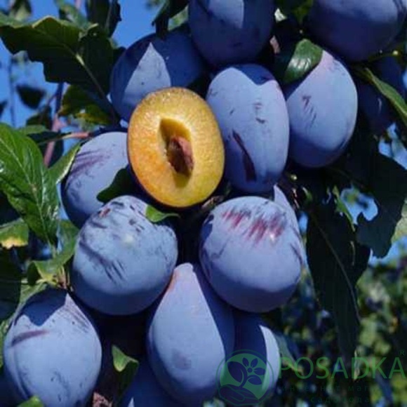 картинка Слива Топенд Плюс  картинка Слива Топенд Плюс