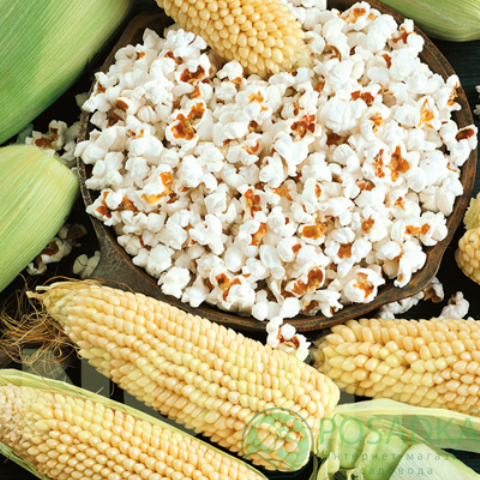 картинка Семена кукуруза Гостинец, 20 гр, SeedEra 