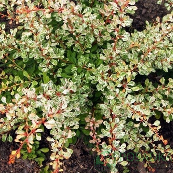 картинка Барбарис Тунберга Natasza 