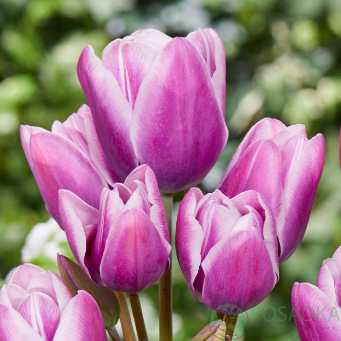 картинка Тюльпан Purple Elegance 