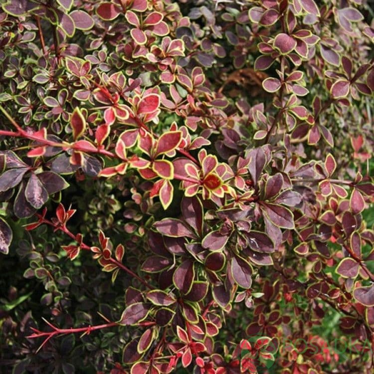 картинка Барбарис Тунберга Coronita 