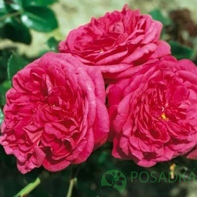 картинка Роза плетистая Лагуна 