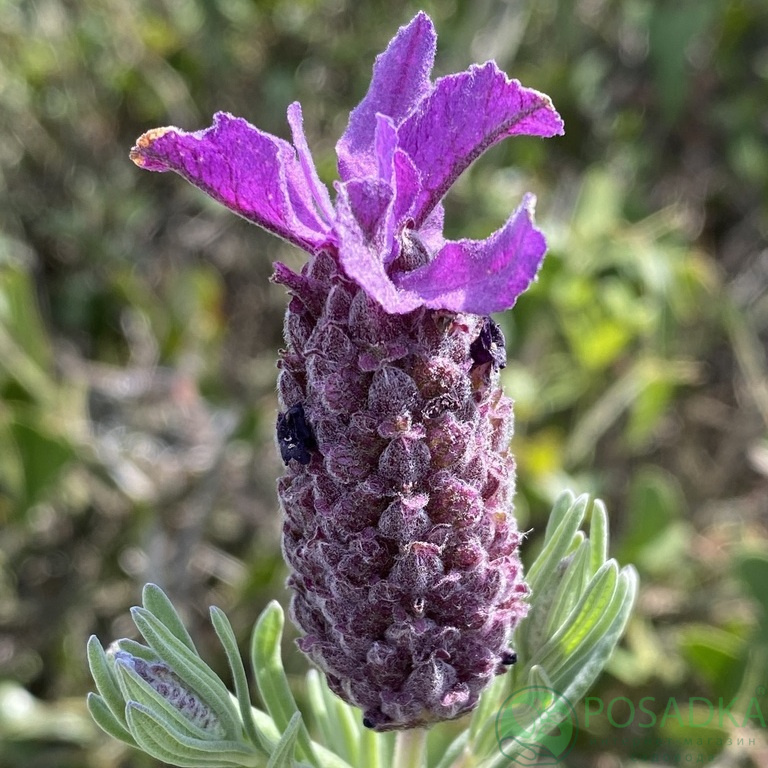 картинка Лаванда стэхадская (Stoechas) 