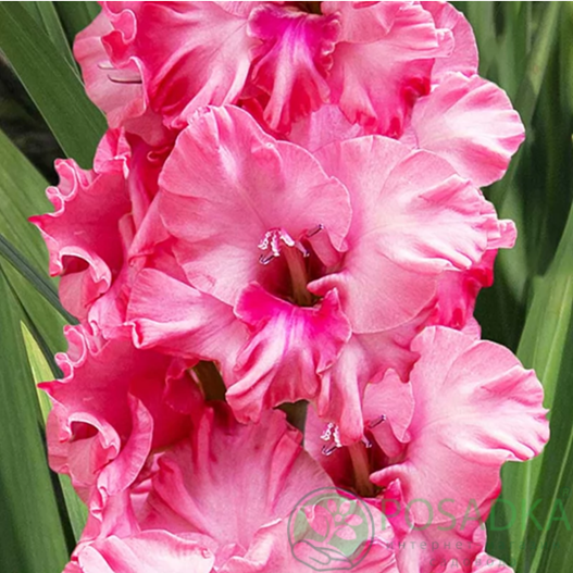 картинка Гладиолус Kingston Ruffle 