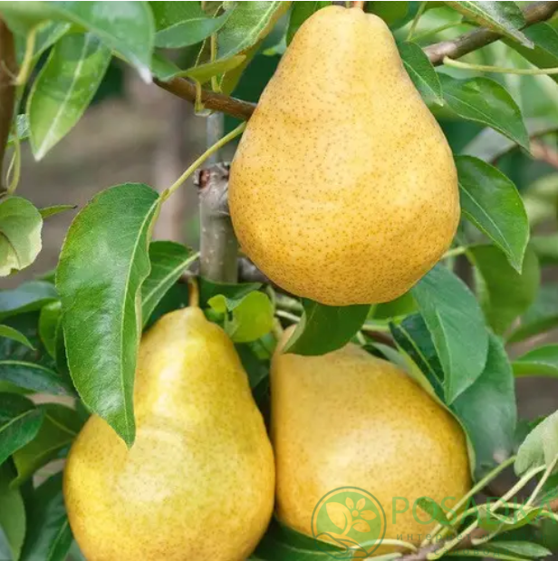 картинка Груша Пьер Корнель 