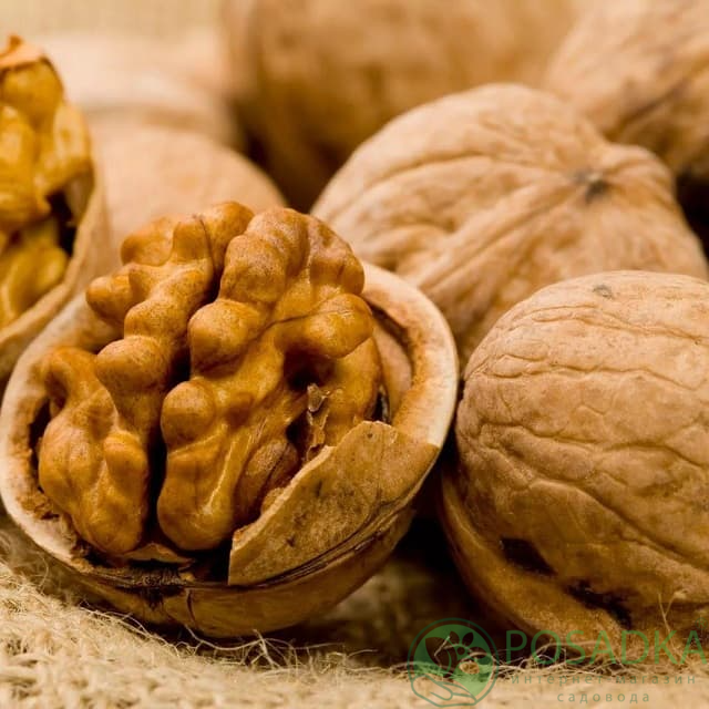 картинка Грецкий ореха Буковинская бомба (2 летний) 