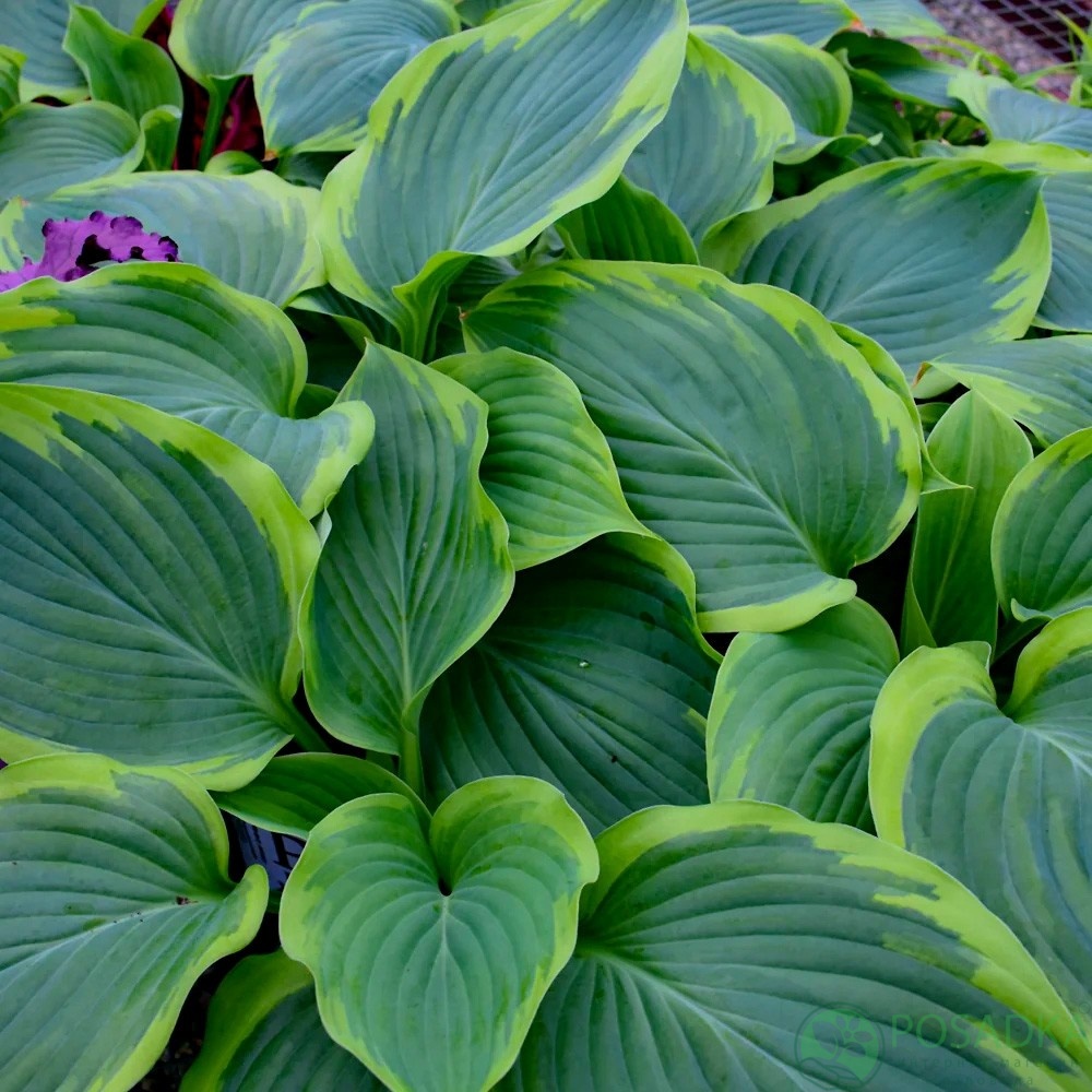 картинка Хоста Wu-La-La 