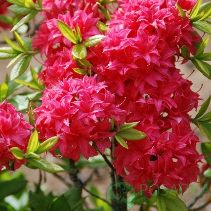 картинка Азалия крупноцветковая Homebush 