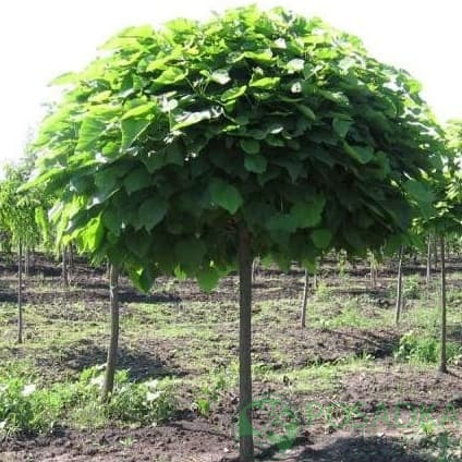 картинка Шелковица шаровидная 