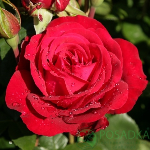 картинка Роза чайно-гибридная Штёртебекер 