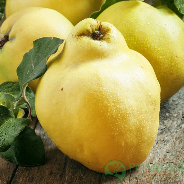 картинка Айва грушевидная Берецкий 