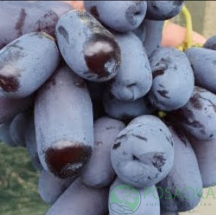 картинка Виноград Графиня 