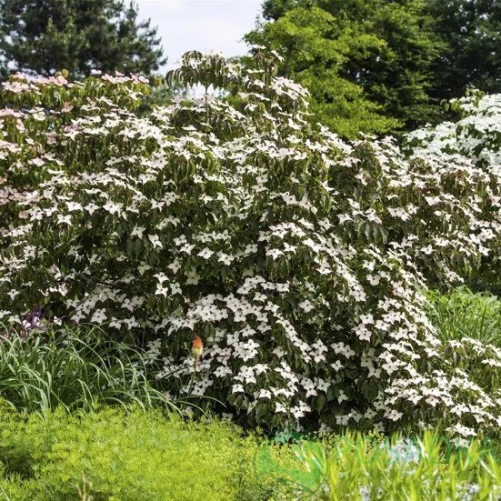 картинка Дерен коуза Капучино 7.5л 