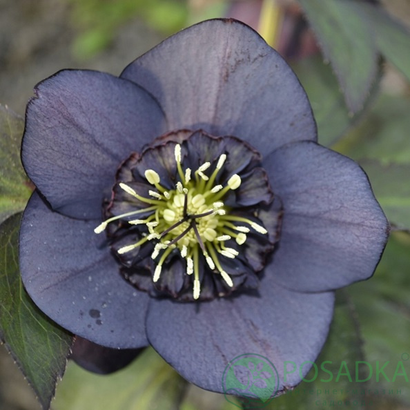 картинка Морозник Anemone slaty blue 