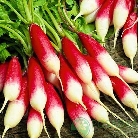 картинка Семена Редис Дамские пальчики 2г, SeedEra 