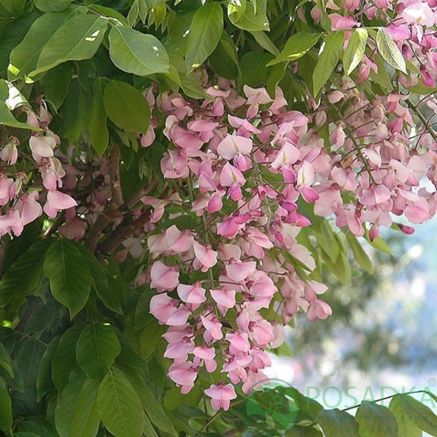 картинка Глициния Showa-beni 