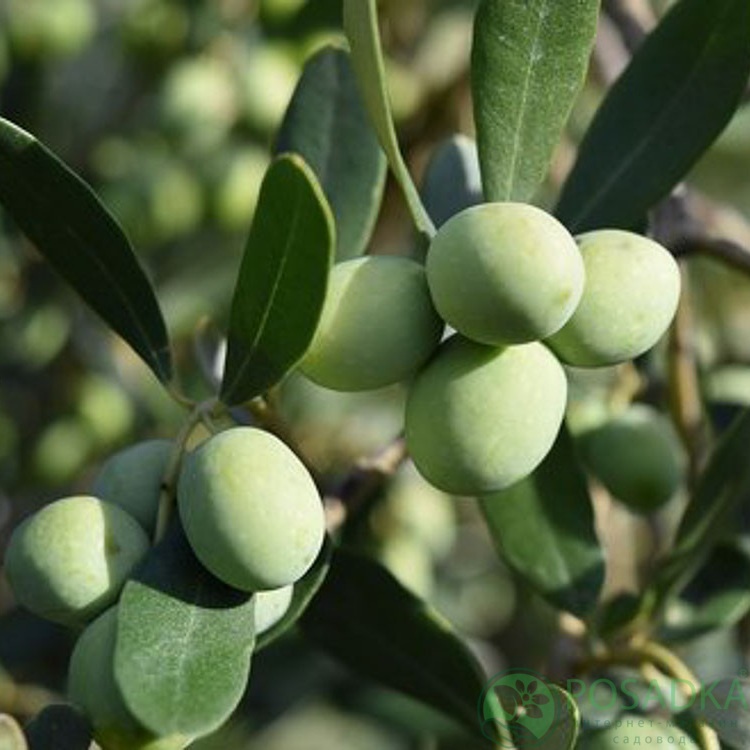 картинка Олива европейская Cipressino 