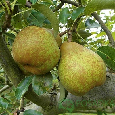 картинка Груша Стрийская 