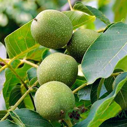 картинка Грецкий орех Казаку (2 летний) 