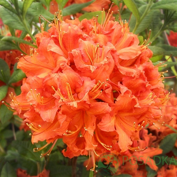 картинка Азалия Гибралтар 7.5л 