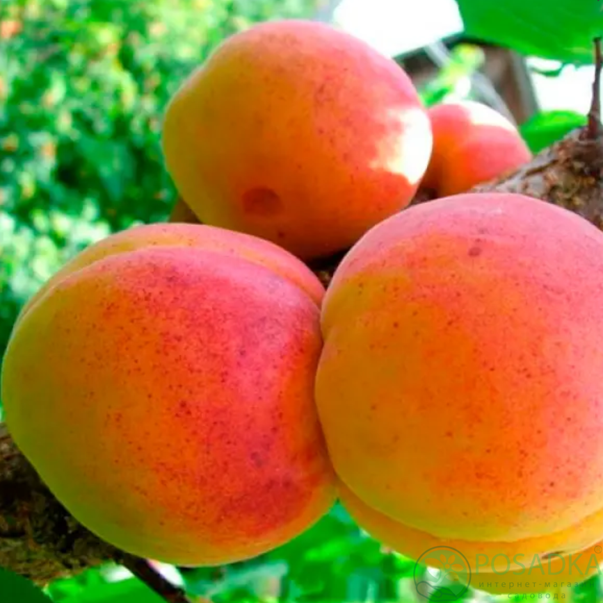 картинка Абрикос Крупноплордный Дуки 