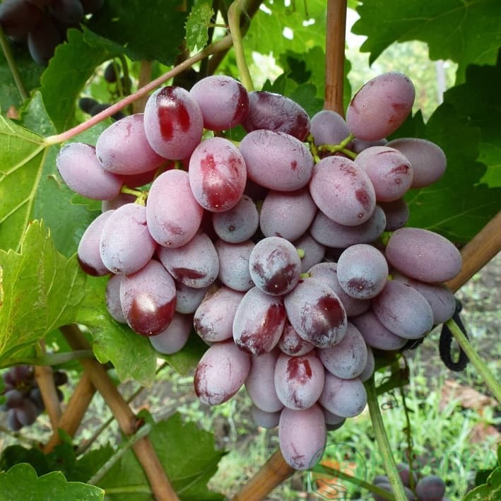 картинка Виноград кишмиш Скарлет роял 