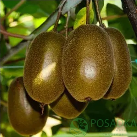 картинка Киви Сорелли (ранний, крупноплодный) 