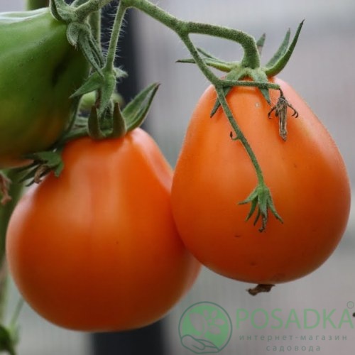 картинка Семена Томат Трюфель желтый 0.1гр, SeedEra 