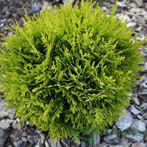 картинка Туя западная Давид 