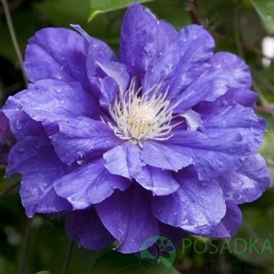 картинка Клематис Kiri Te Kanawa 