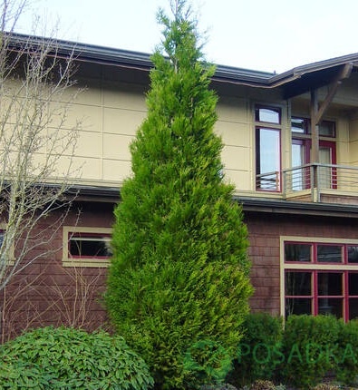 картинка Туя складчастая Excelsa 