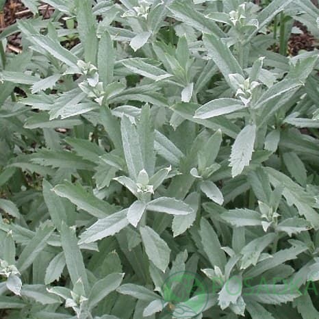 картинка Полынь Людовика Silver Queen 