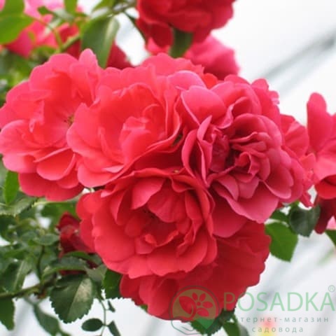 картинка Роза штамбовая Сорренто 