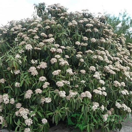 картинка Калина морщинистая Viburnum rhytidophyllum 