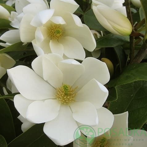 картинка Магнолия гибридная Fairy Cream 7.5л 