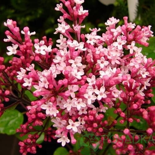 картинка Сирень Ред Пикси (Syringa Red Pixie) 