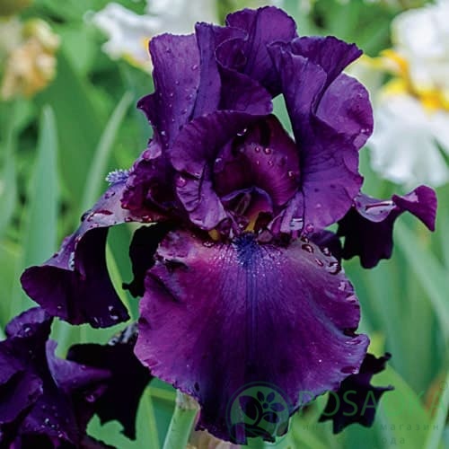 картинка Ирис бородатый Superstition (Суперстишн) 