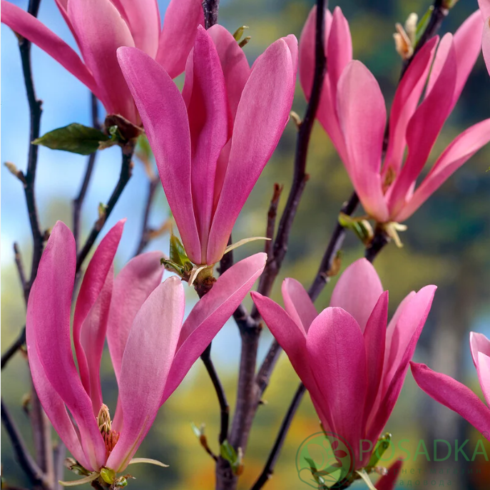 картинка Магнолия Сьюзан (Susan) 